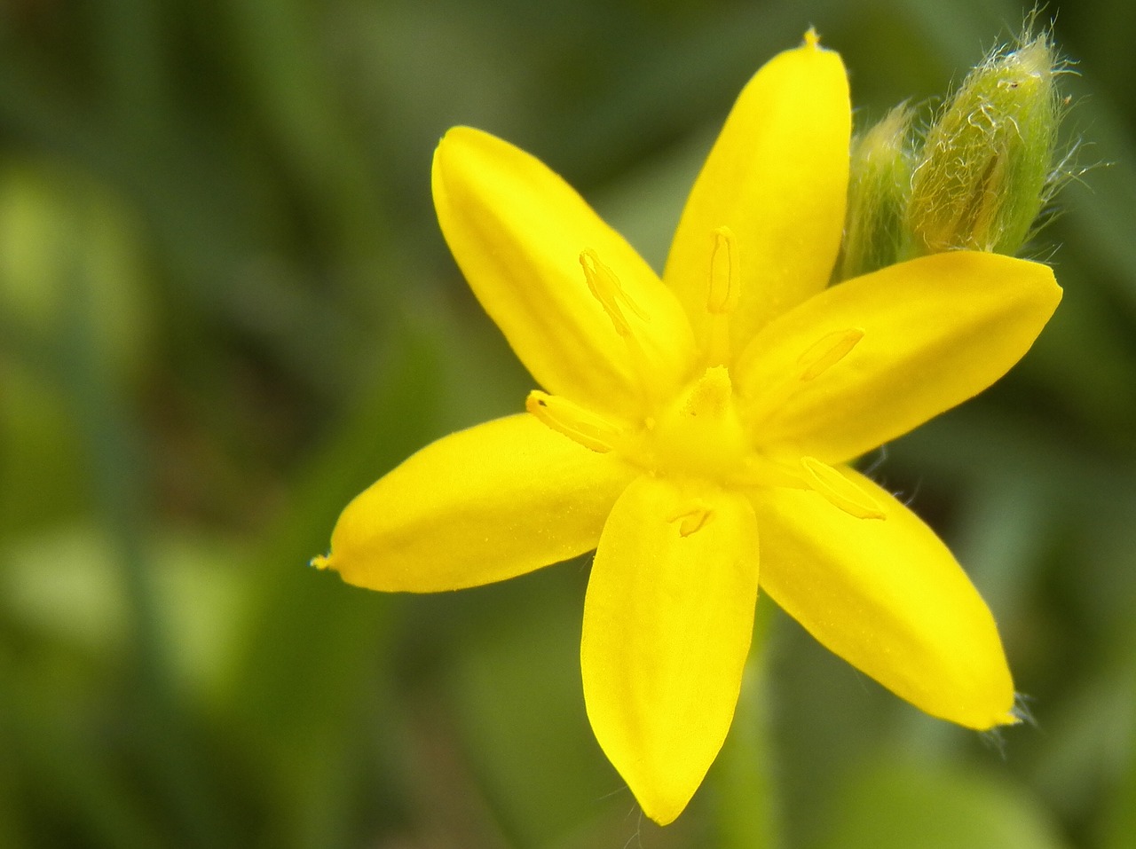 yellow flower flower small free photo