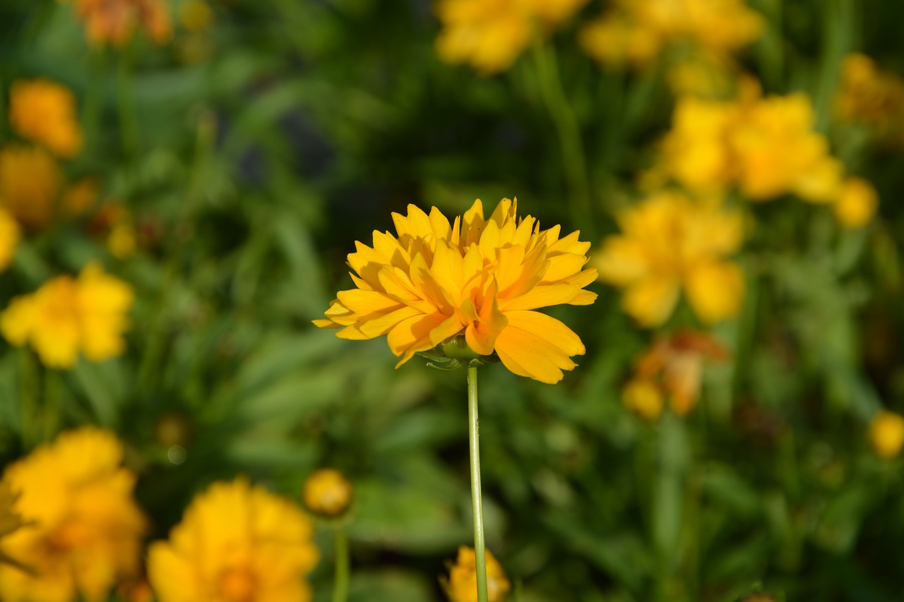 yellow flower garden nature free photo