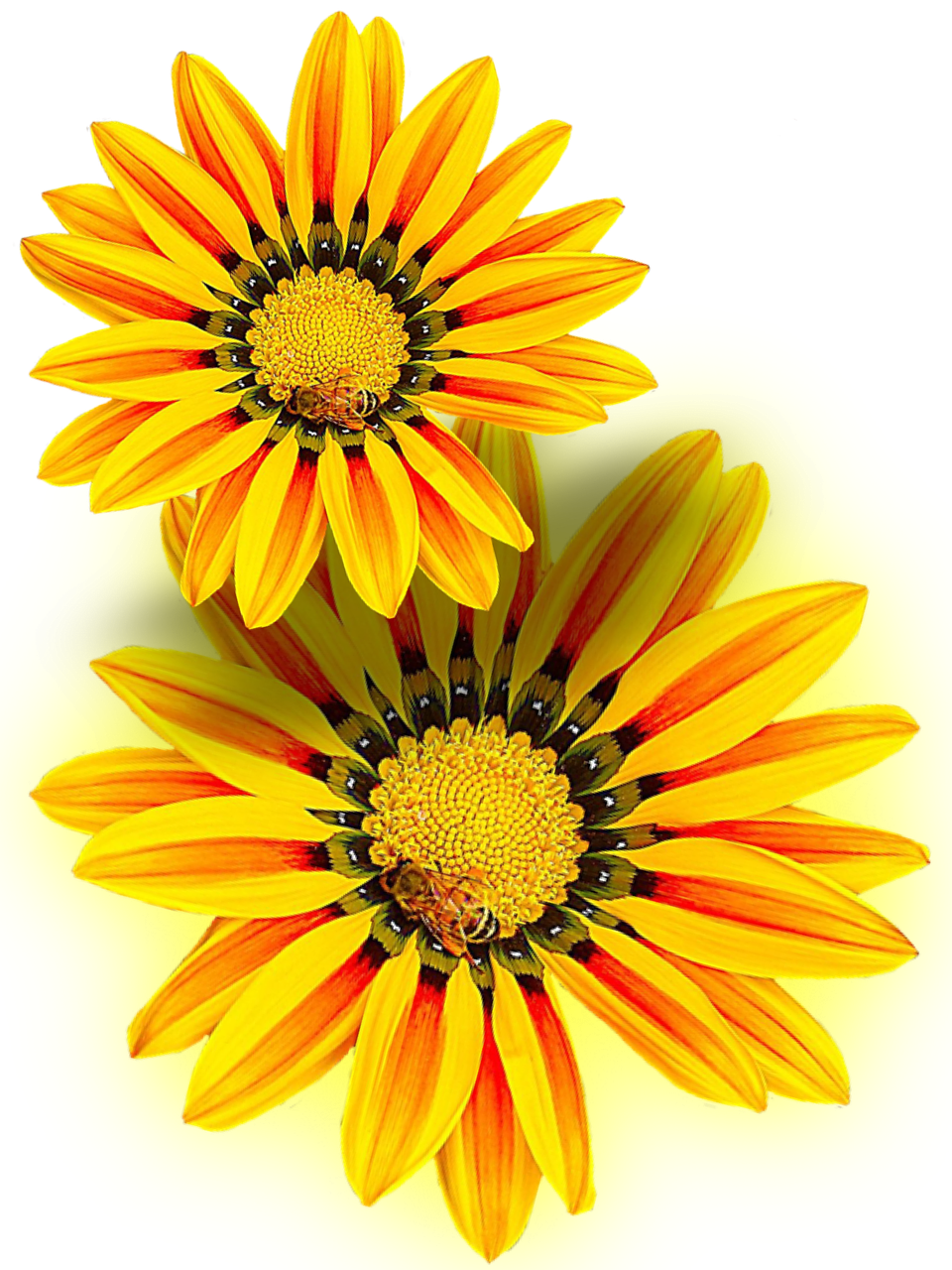 yellow flower yellow isolated free photo