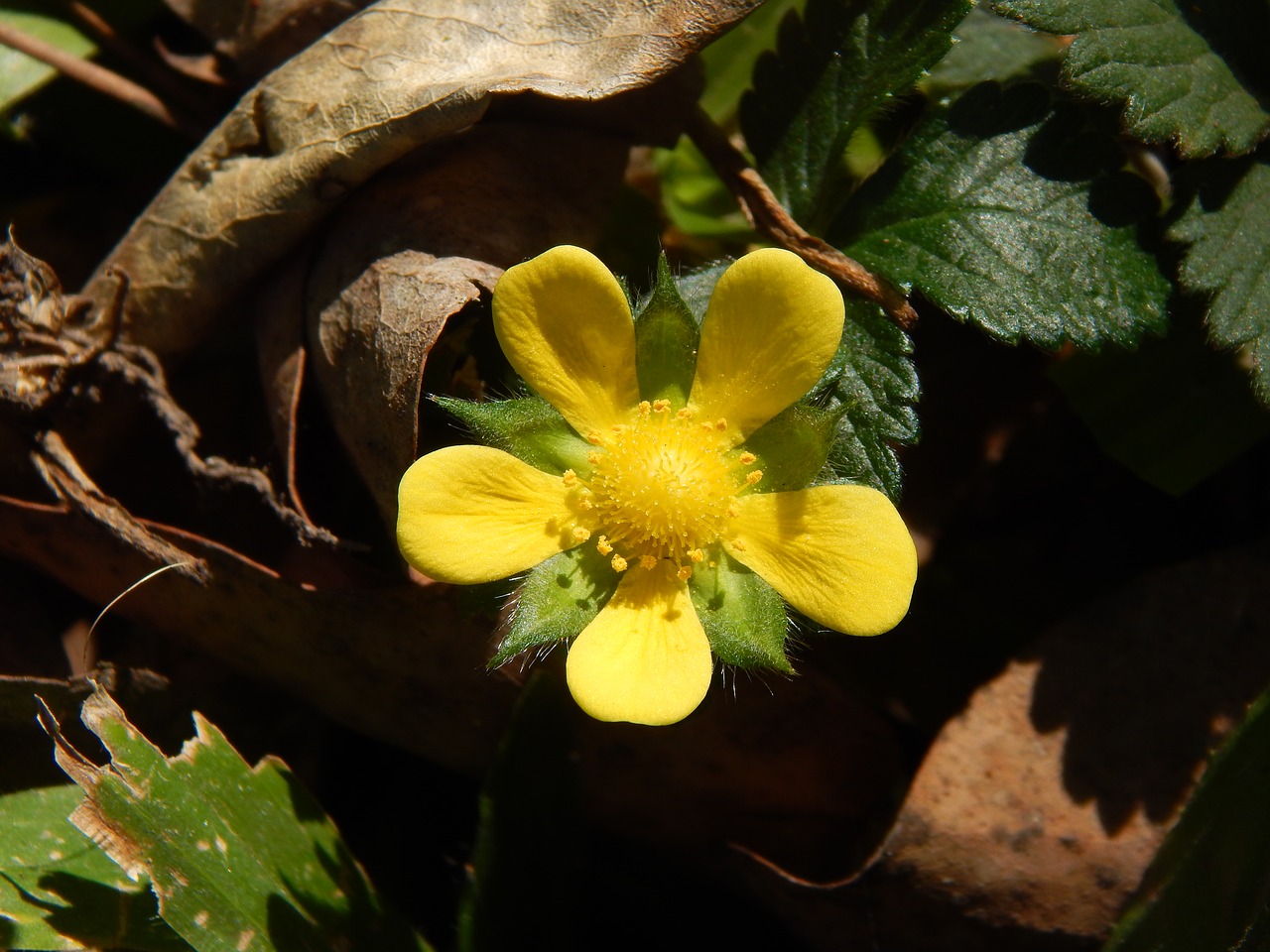 yellow flower strawberry wild free photo