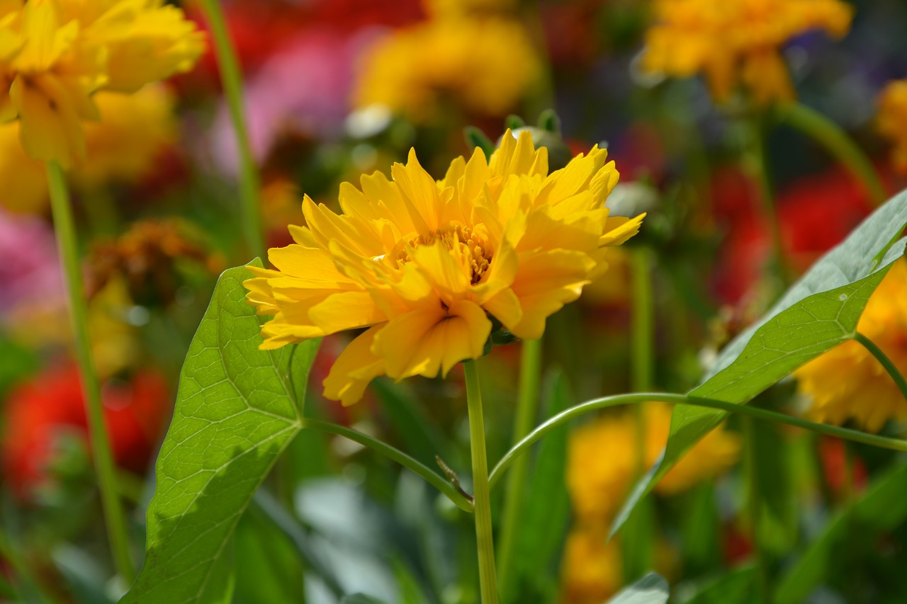 yellow flower garden solid country free photo