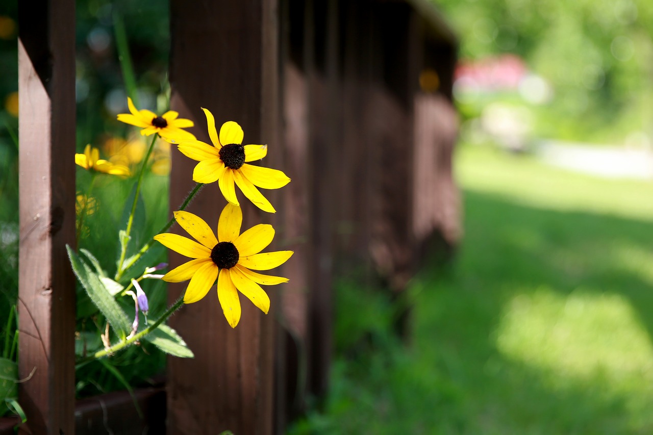 yellow flower flowers wildflower free photo