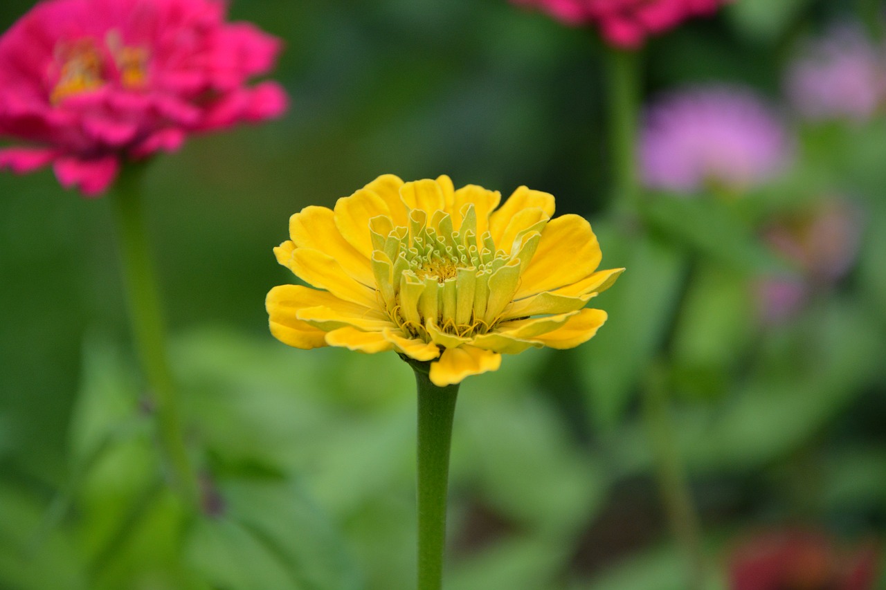 yellow flower plant green foliage free photo