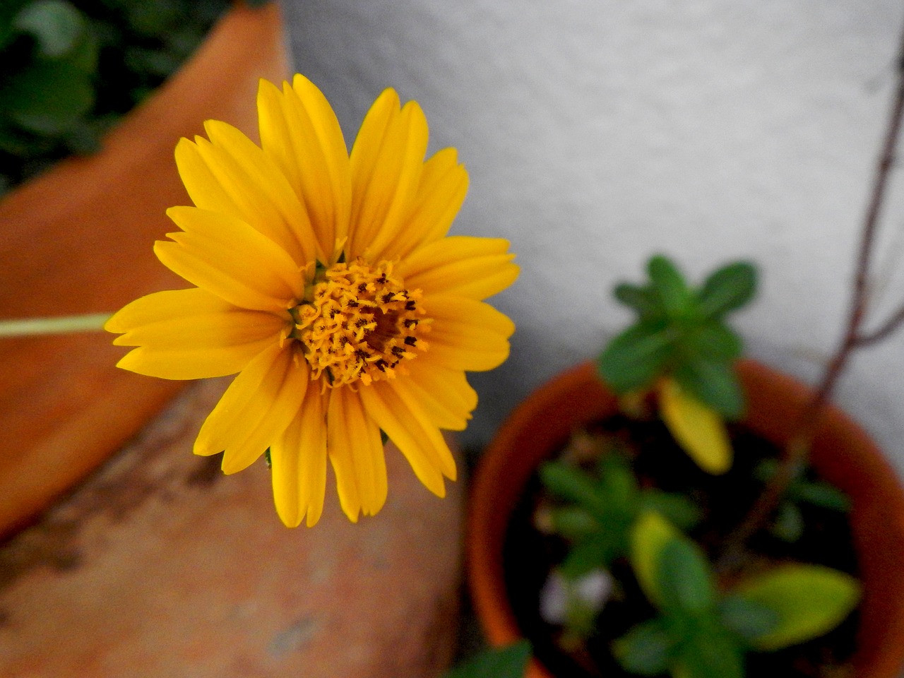 yellow flower garden yellow free photo