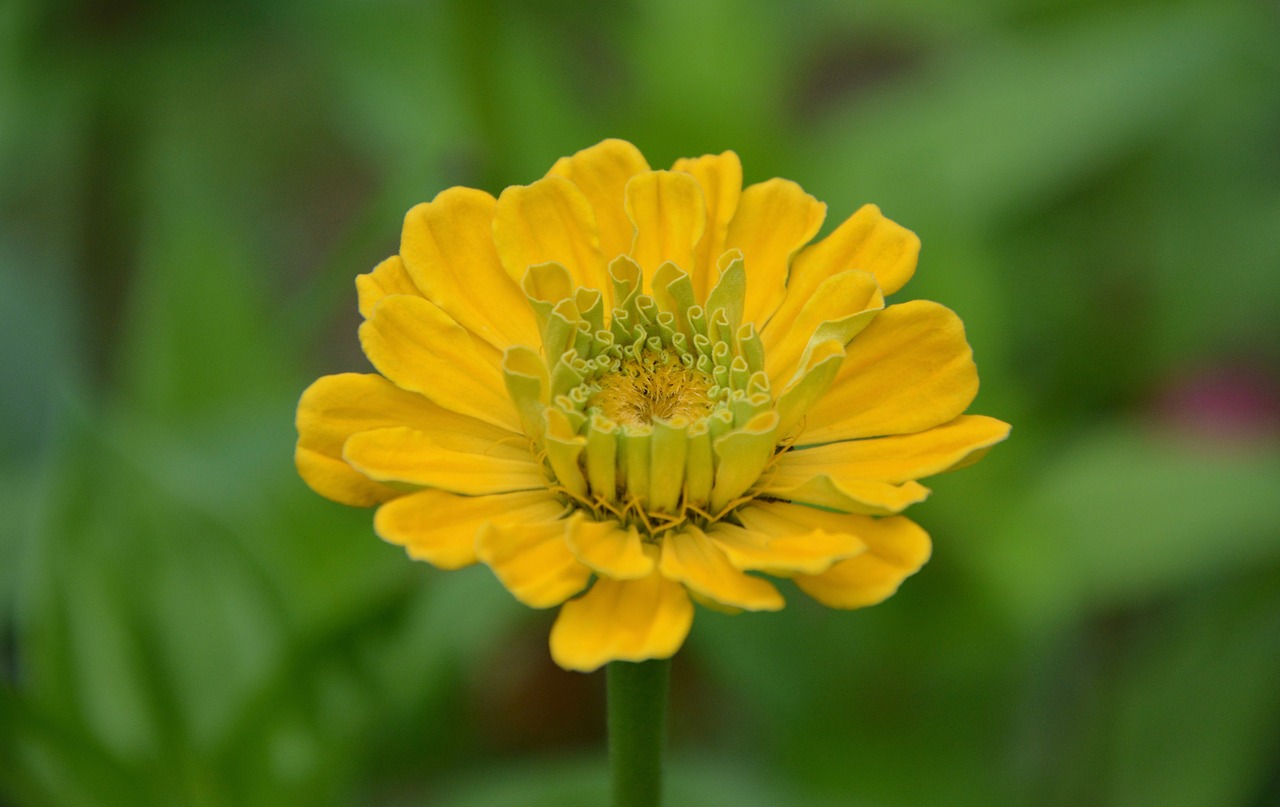 yellow flower bouquet garden free photo