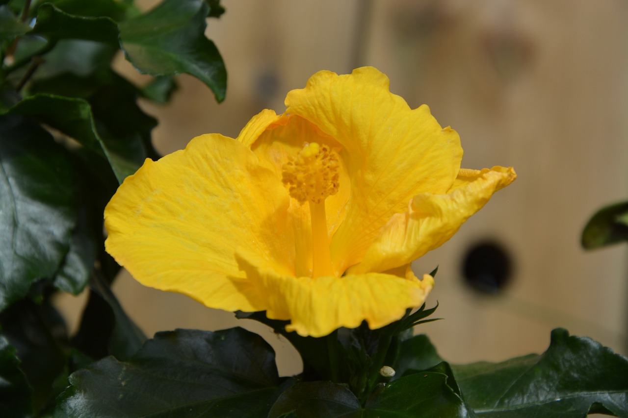 yellow flower nature petals free photo