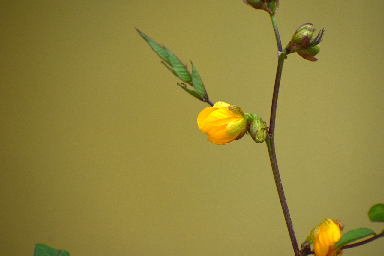 yellow flower bloom plant free photo