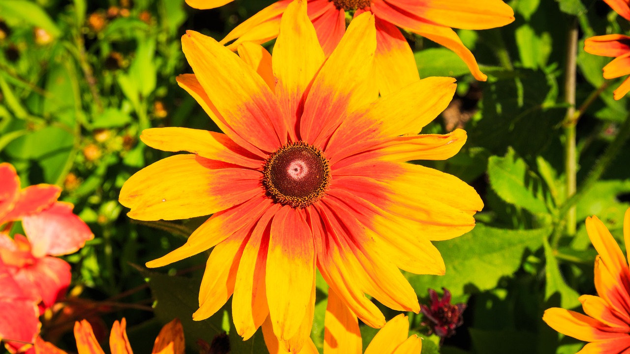 yellow flower flower bloom free photo