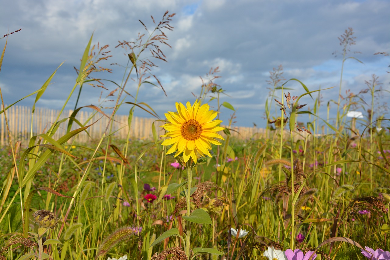 yellow flower sunflower yellow petals free photo