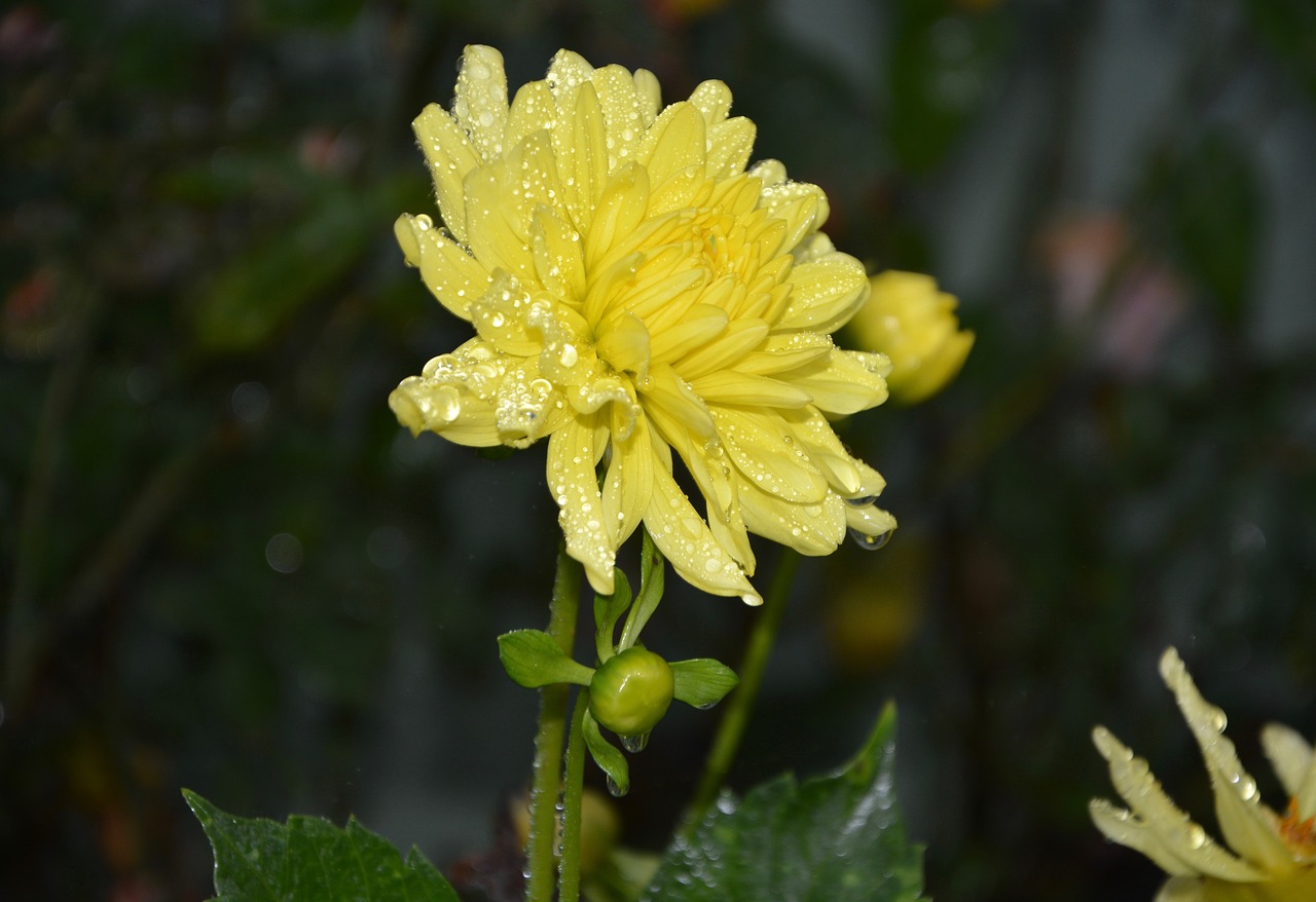 yellow flower petals yellow droplets of water rain free photo