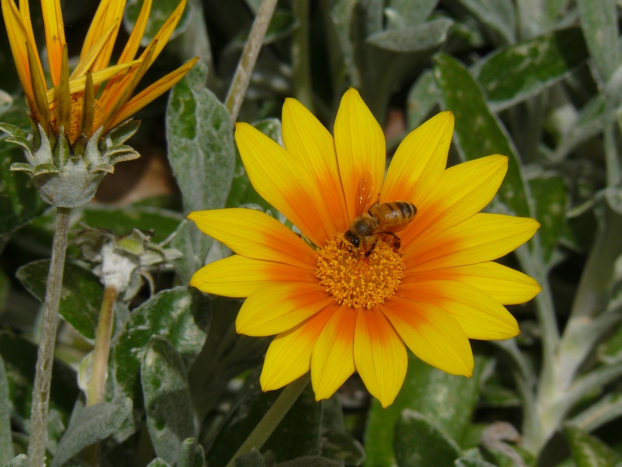 yellow flower bee on flower nature free photo