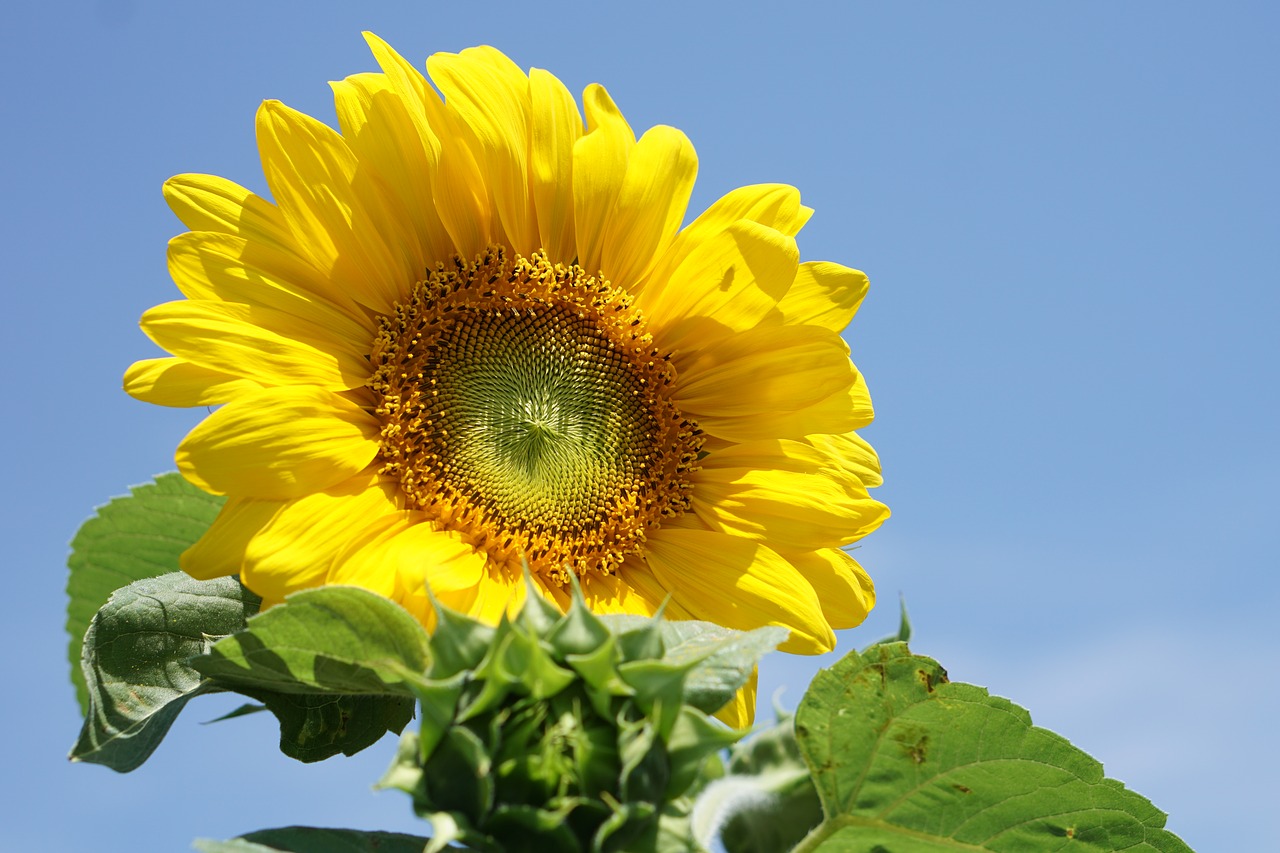 yellow flower sun flower free pictures free photo