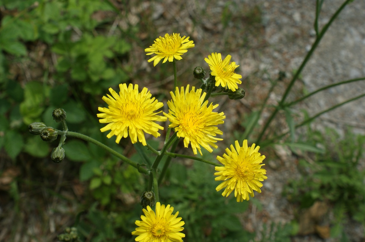 yellow flower nature plant free photo