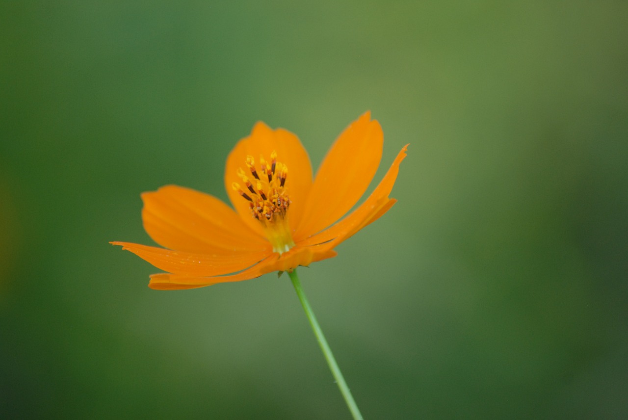 yellow flower nature spring free photo