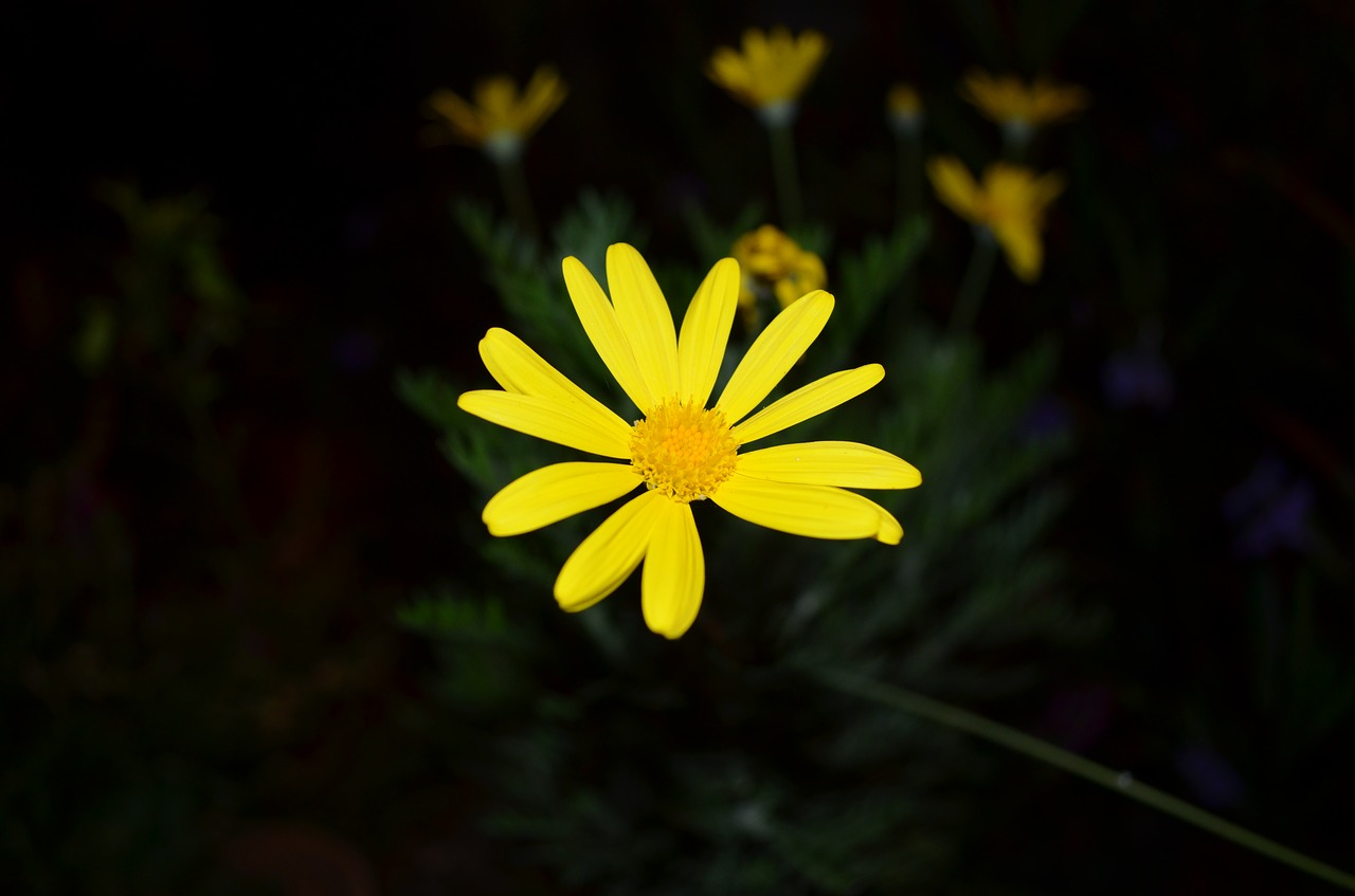 yellow flower flower yellow free photo