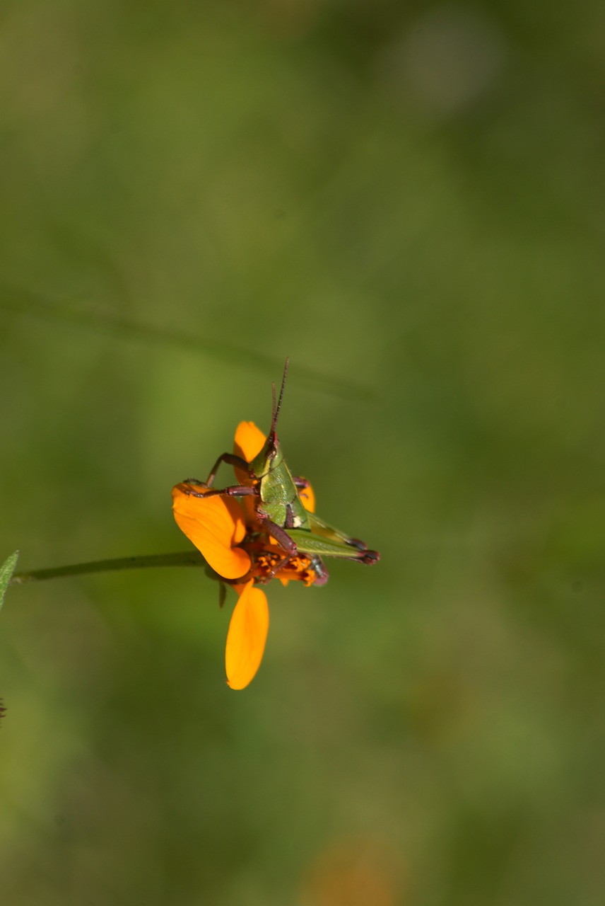 yellow flower flowers regional free photo