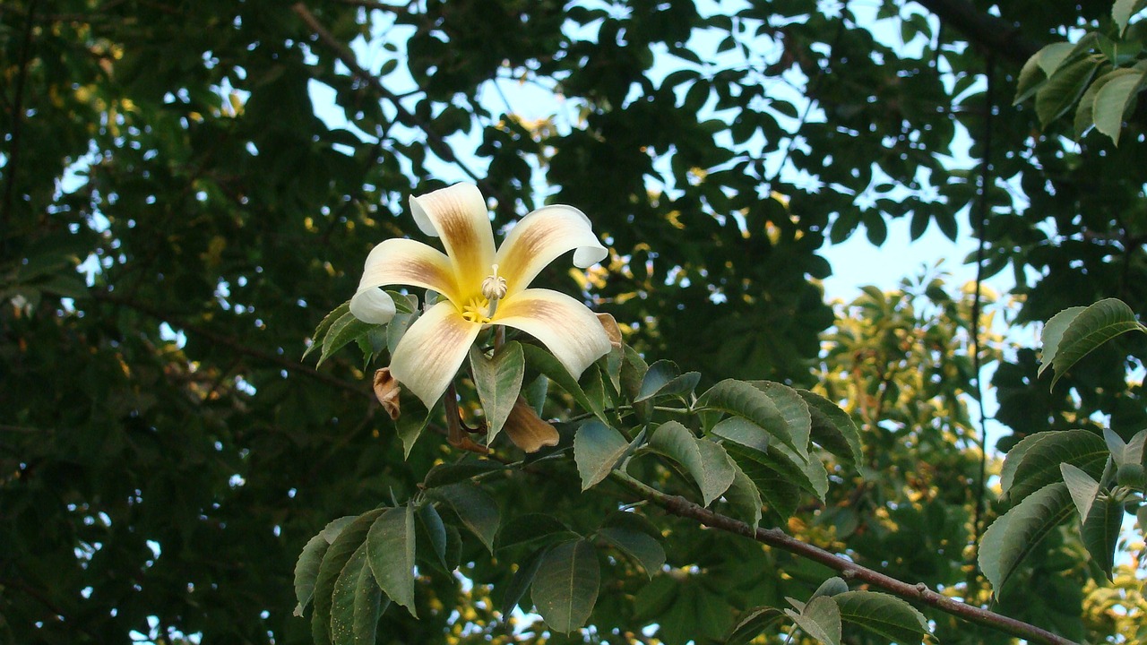 yellow flower flower tree free photo