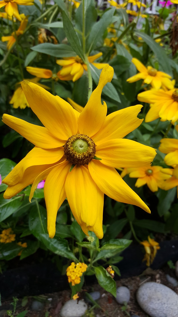 yellow flower flora yellow free photo