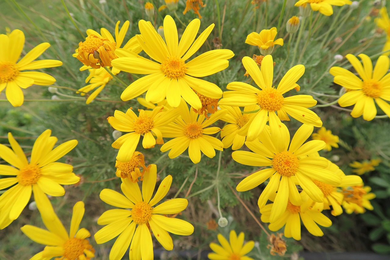 yellow flower flower doga free photo