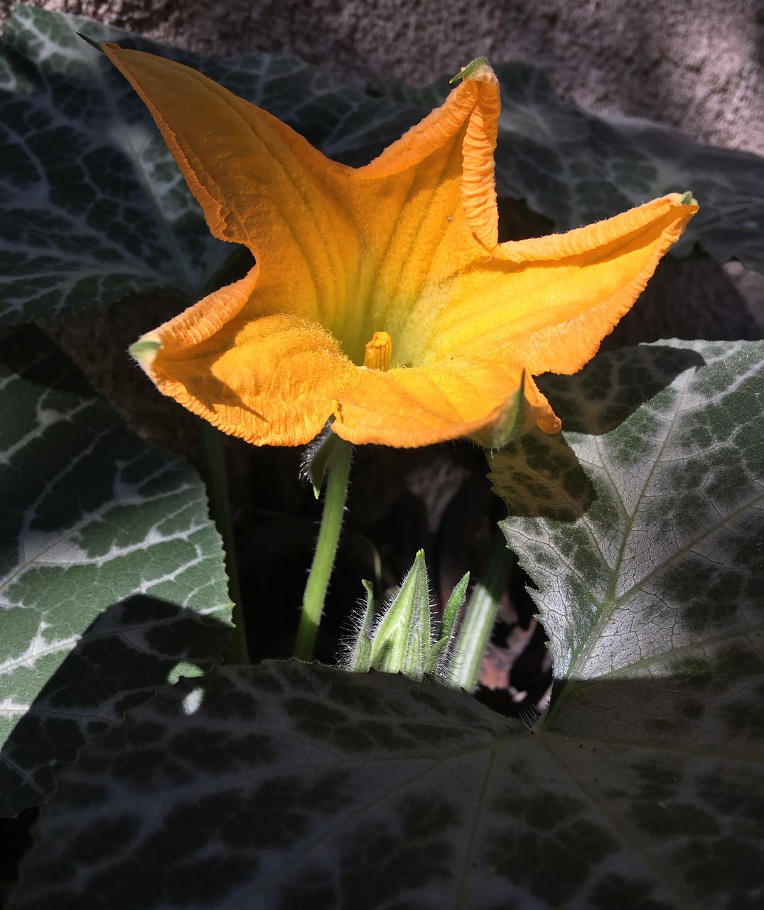 yellow flower yellow flowers flower free photo