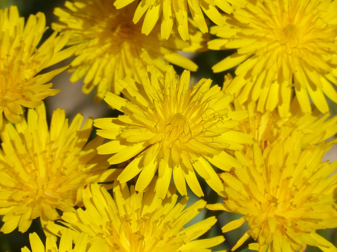 yellow flower dandelion background free photo