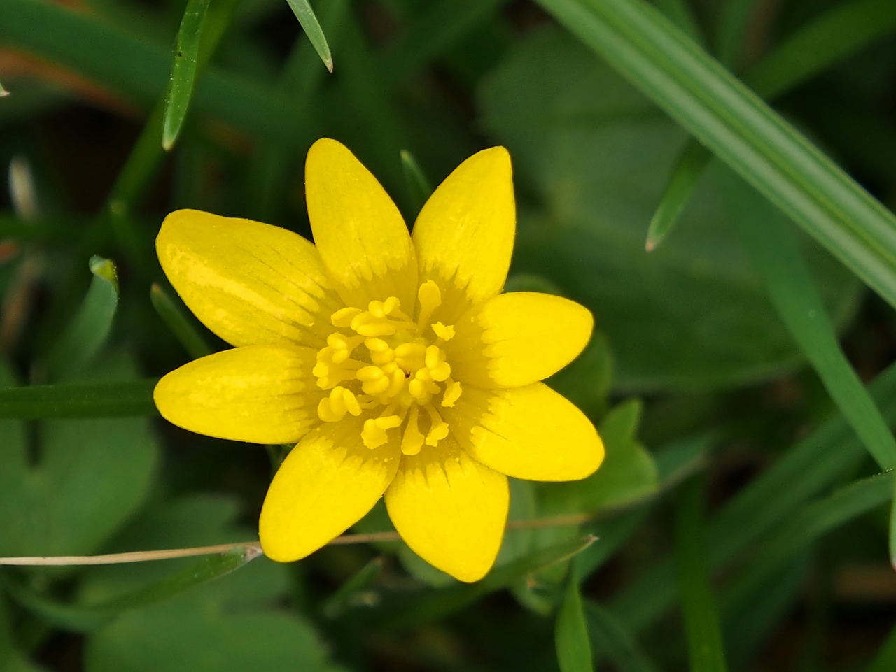 yellow flower  spring  flower free photo