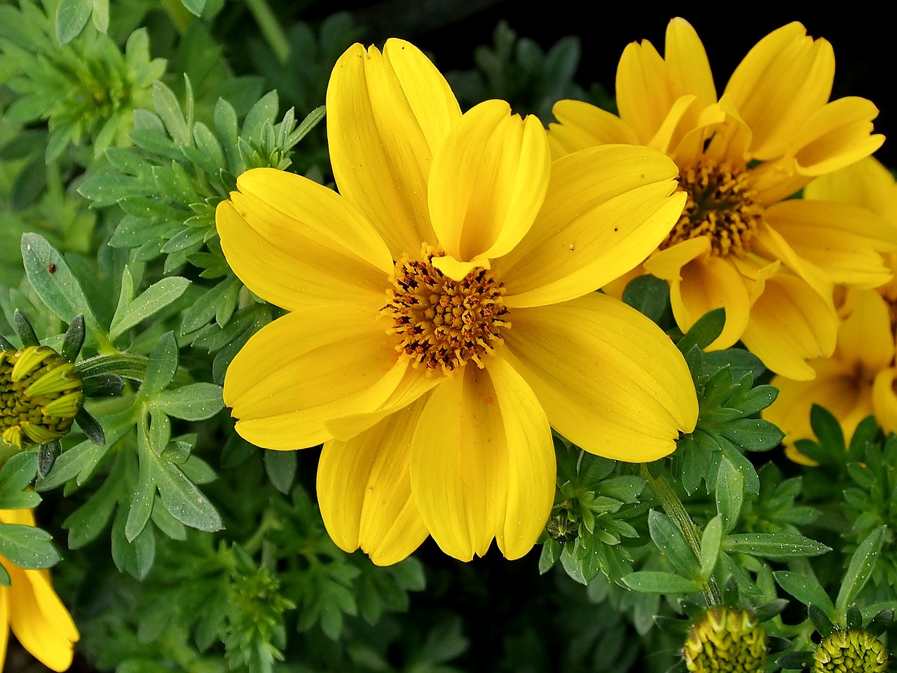 yellow flower  flower  spring free photo