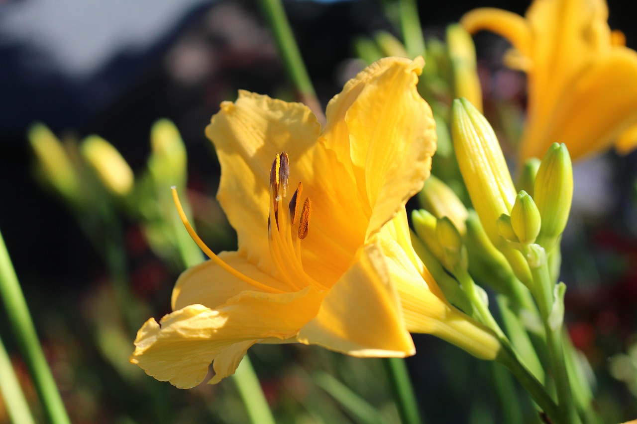 yellow flower  lily  nature free photo