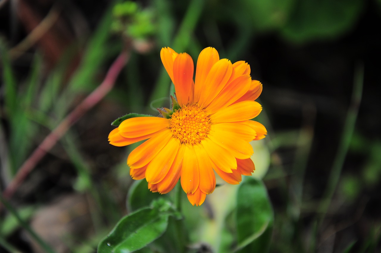 yellow flower  orange flowers  flowers free photo