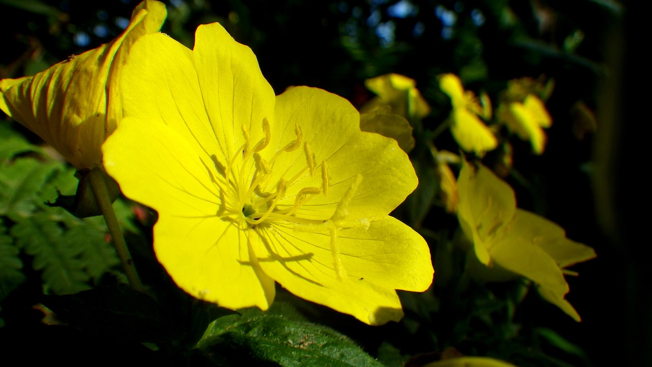 yellow flower  floral  yellow free photo