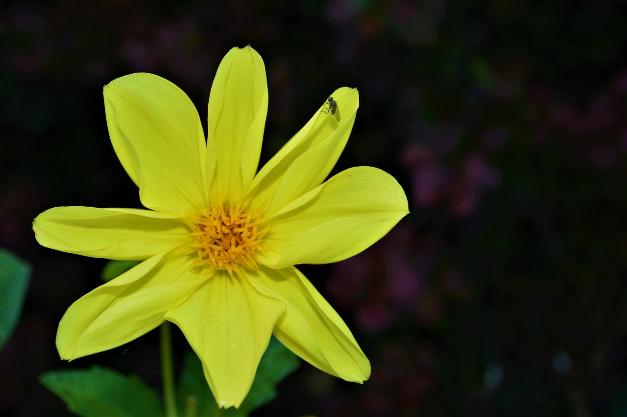 yellow flower  blossom  bloom free photo