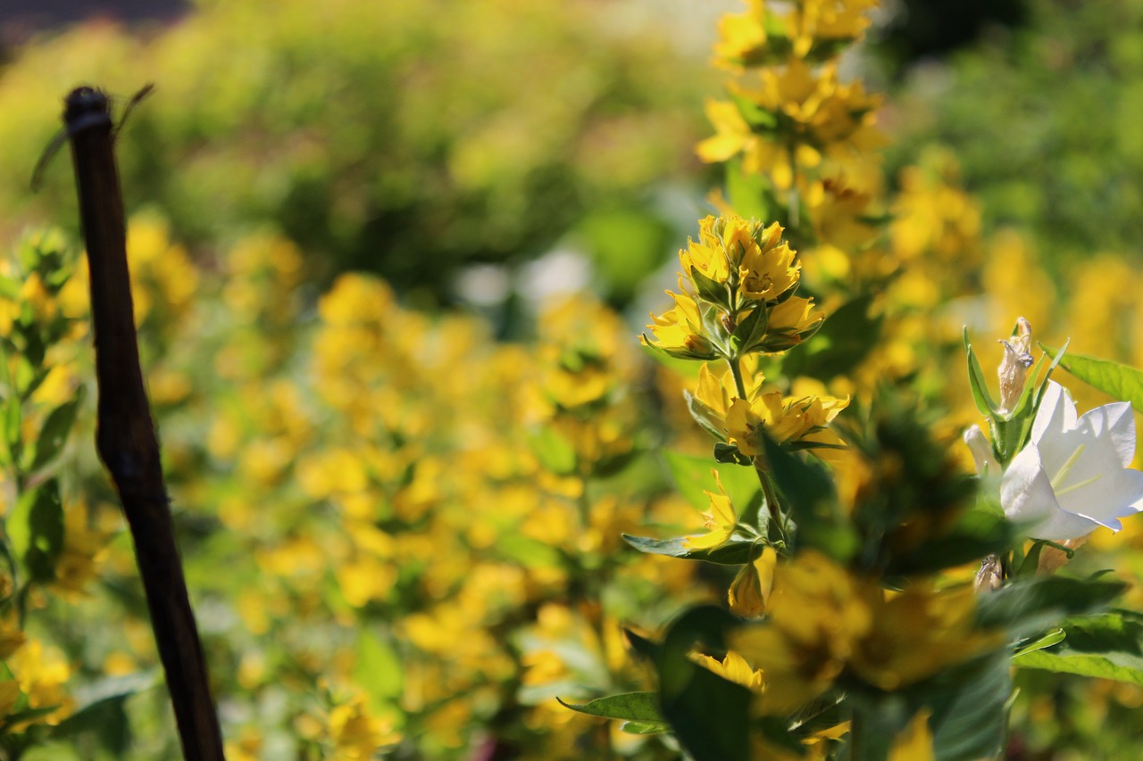 yellow flower  flower  wildflowers free photo