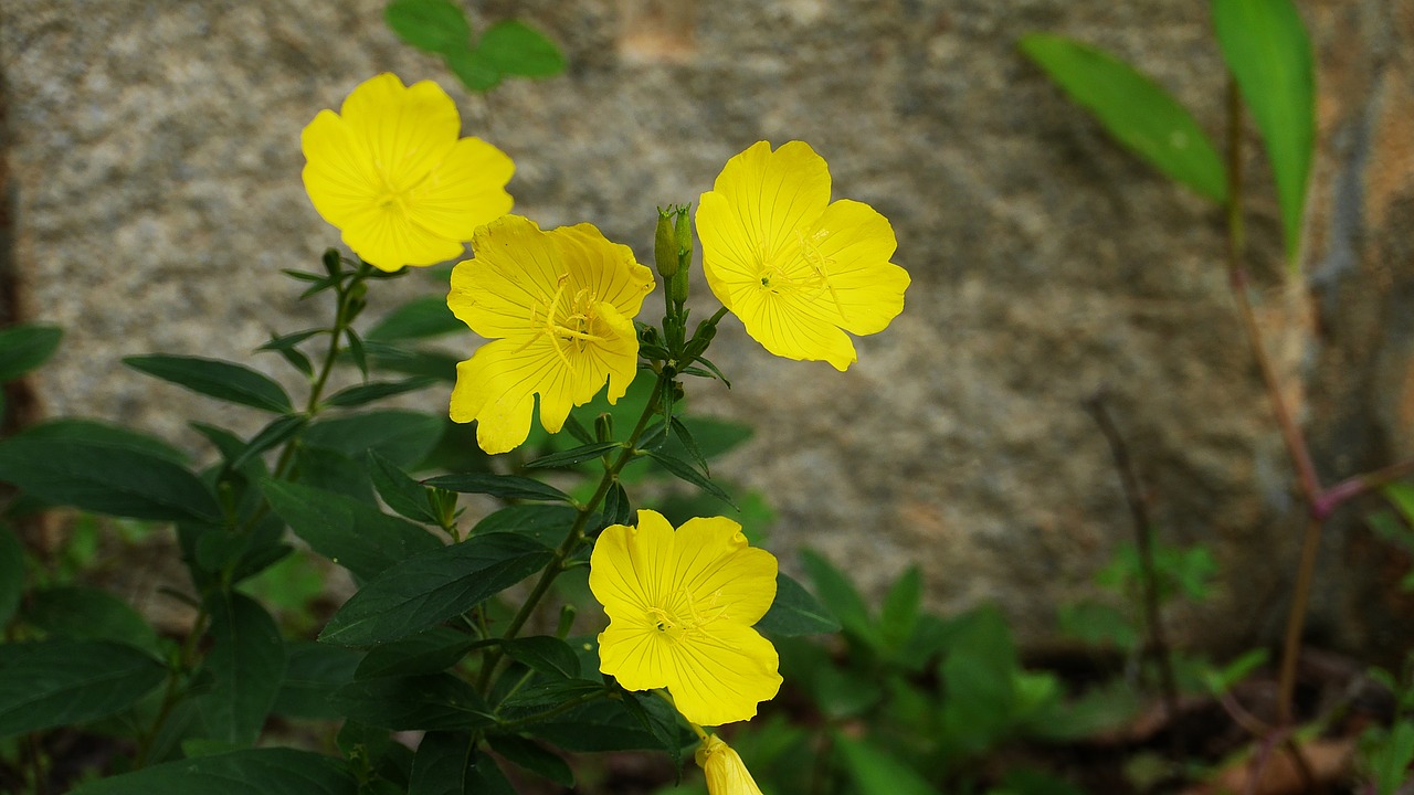 yellow flower  plants  nature free photo