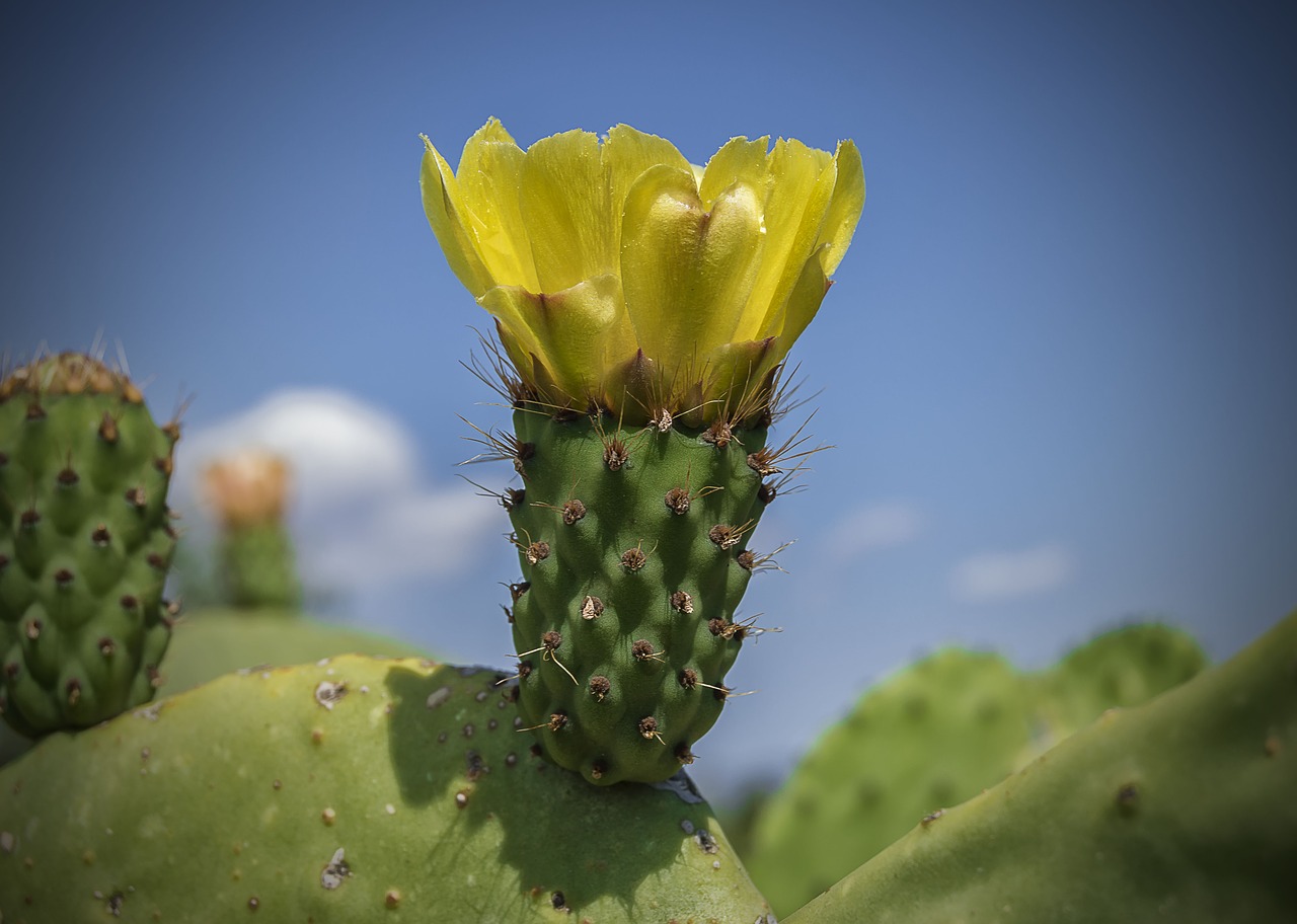 yellow flower  flower higo chumbo  prickly pear cactus free photo