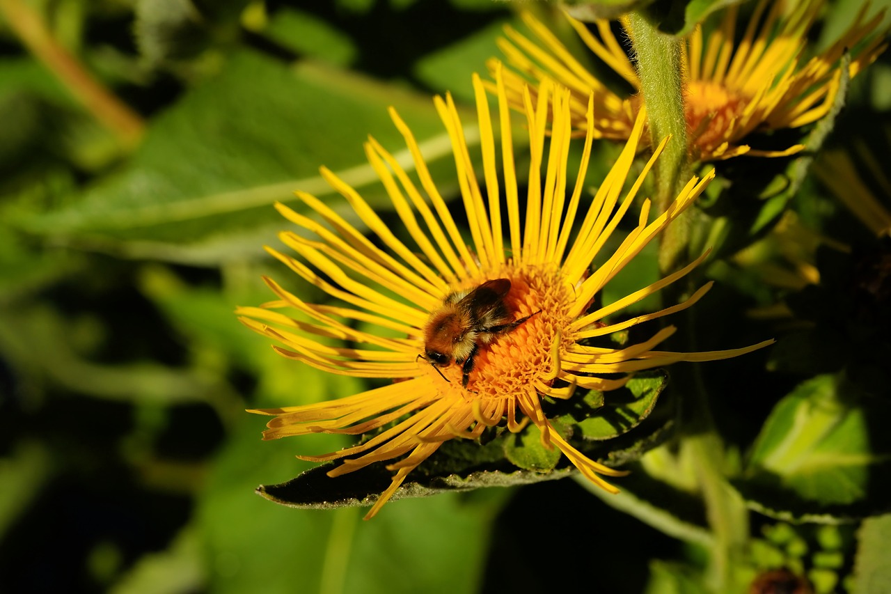 yellow flower  hummel  blossom free photo