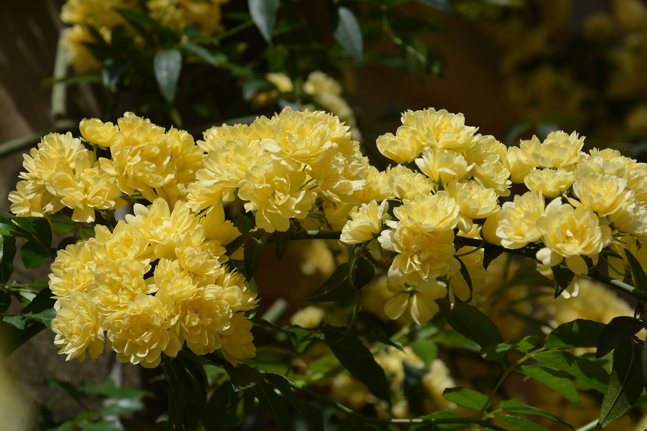 yellow flower  flowers  spring free photo