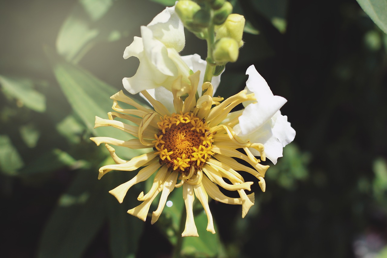 yellow flower  flower  summer free photo