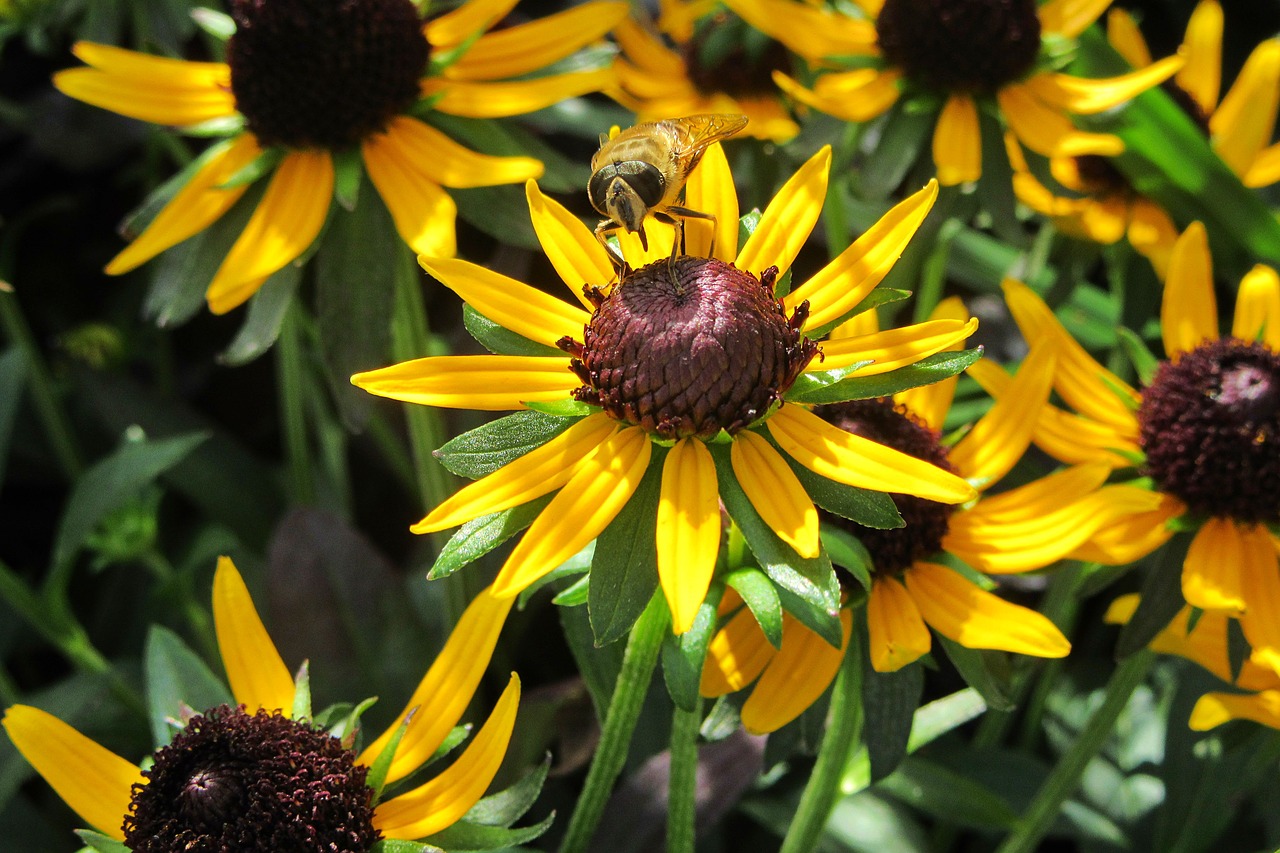 yellow flower  bee  plant free photo