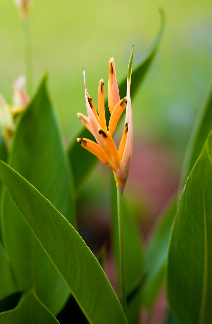 yellow flower  flower  nature free photo