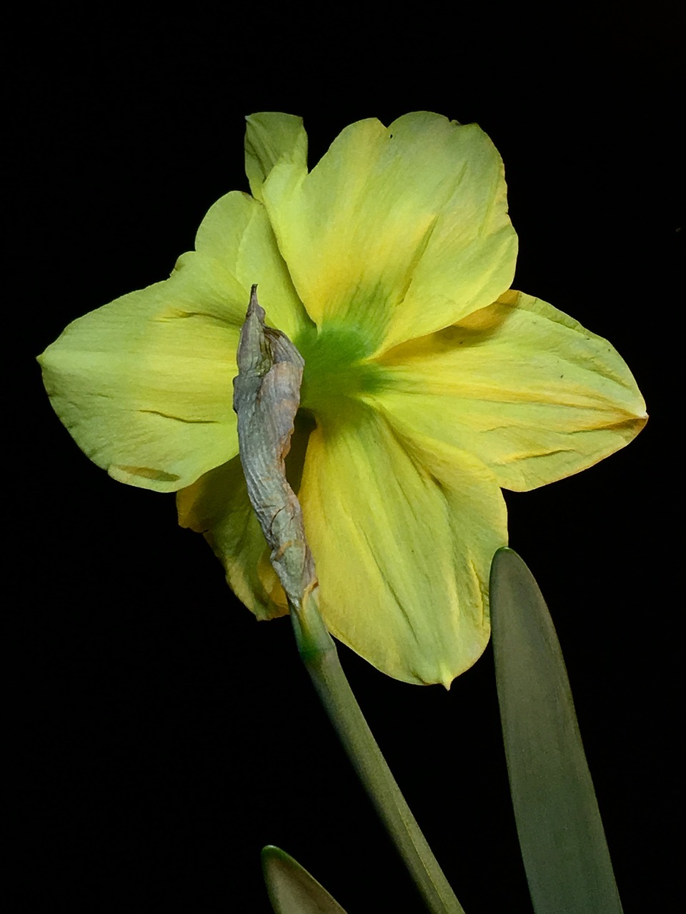 yellow flower  stem  flower free photo