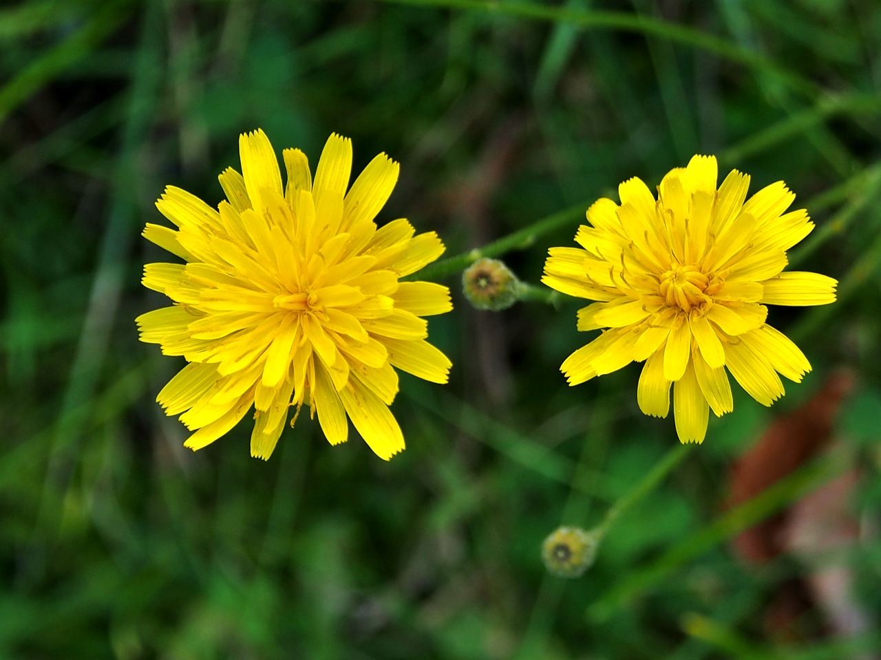 yellow flower  meadow  blossom free photo