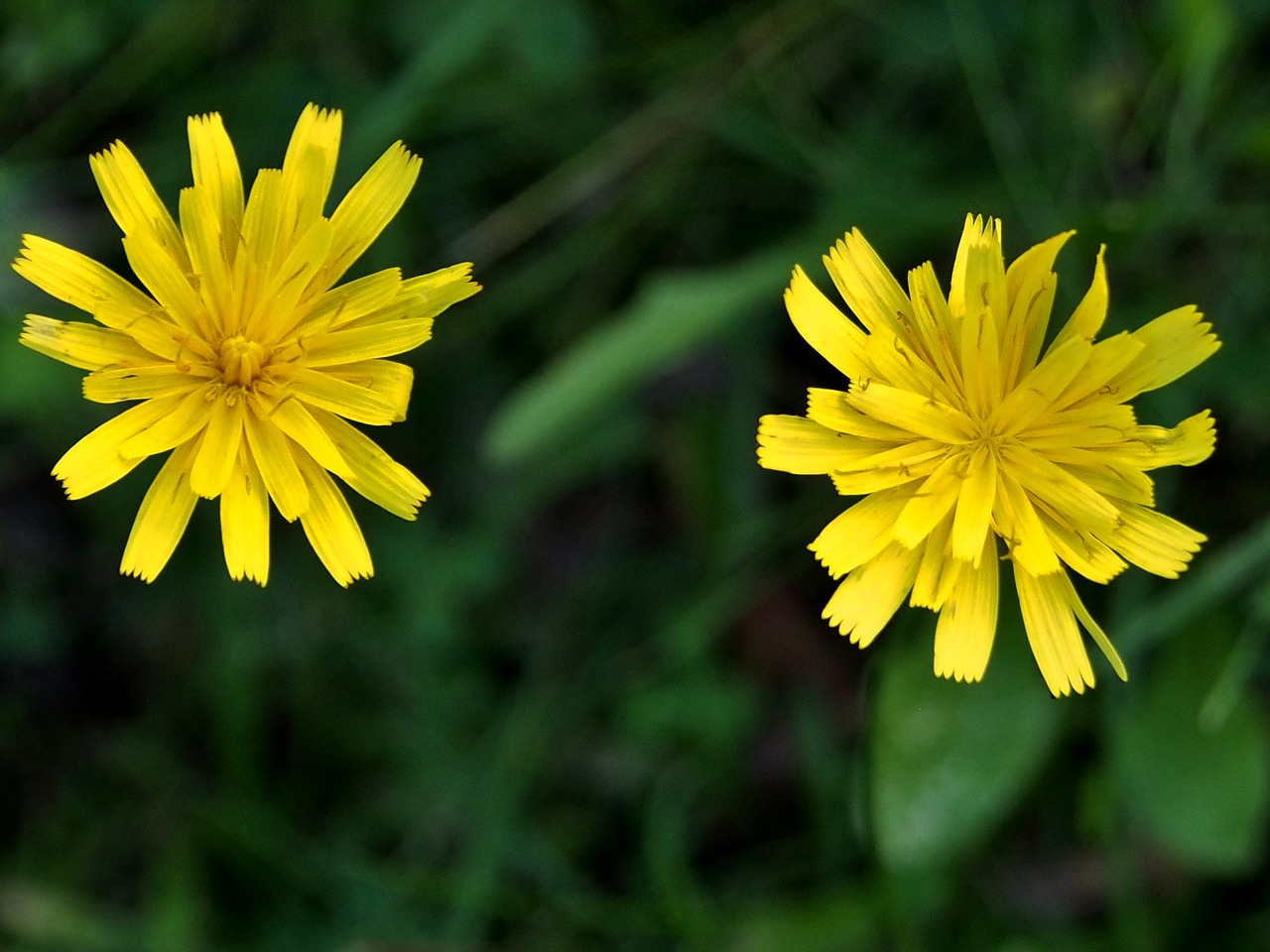 yellow flower  meadow  blossom free photo