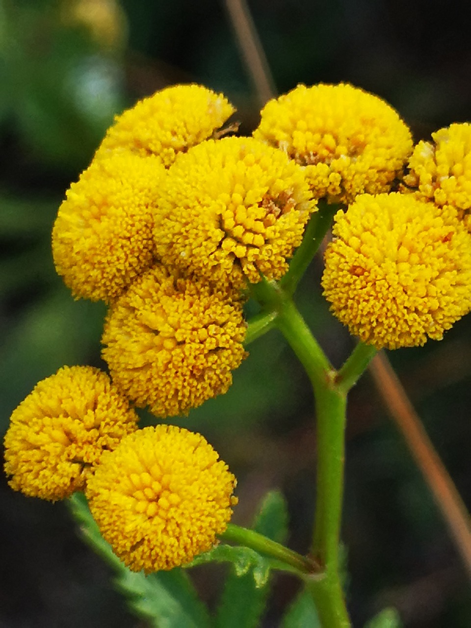 yellow flower  plant  summer free photo