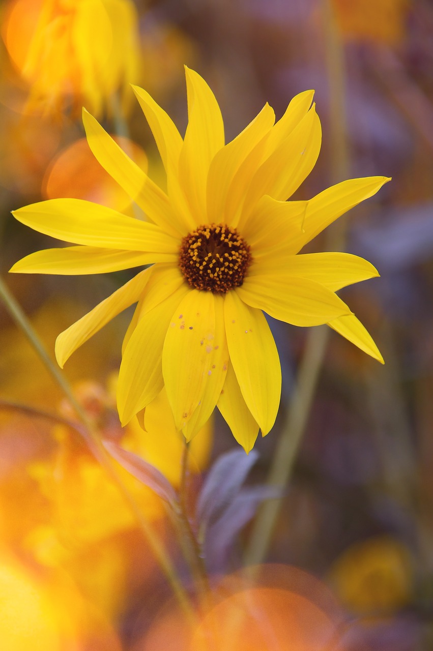 yellow flower  yellow  autumn free photo