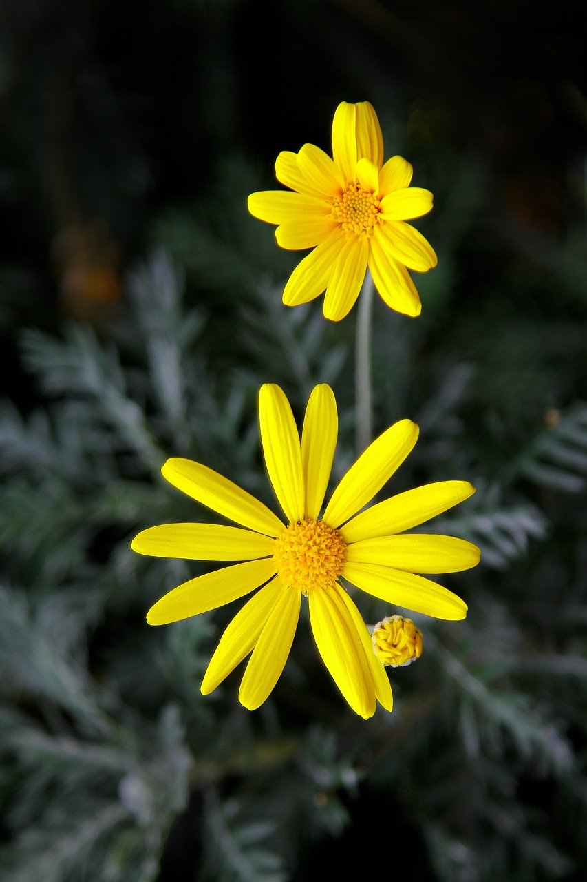 yellow flower  nature  republic of korea free photo