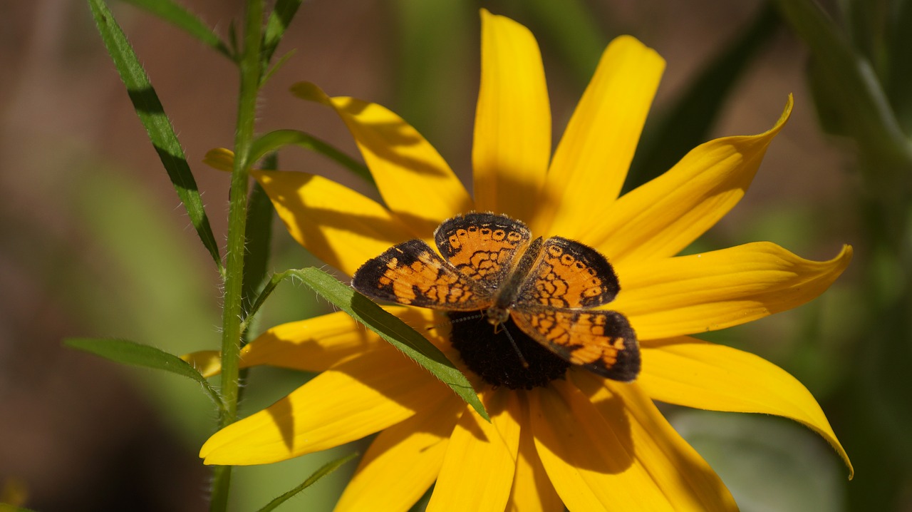 yellow flower  butterfly  nature free photo