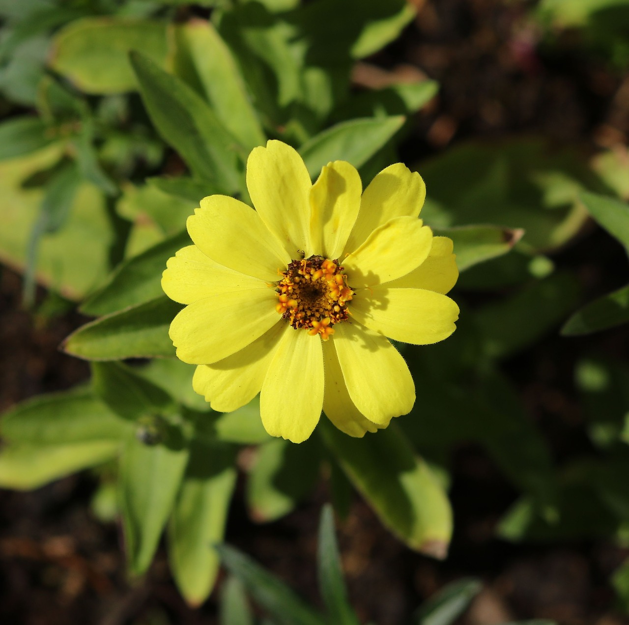 yellow flower  petals  plant free photo