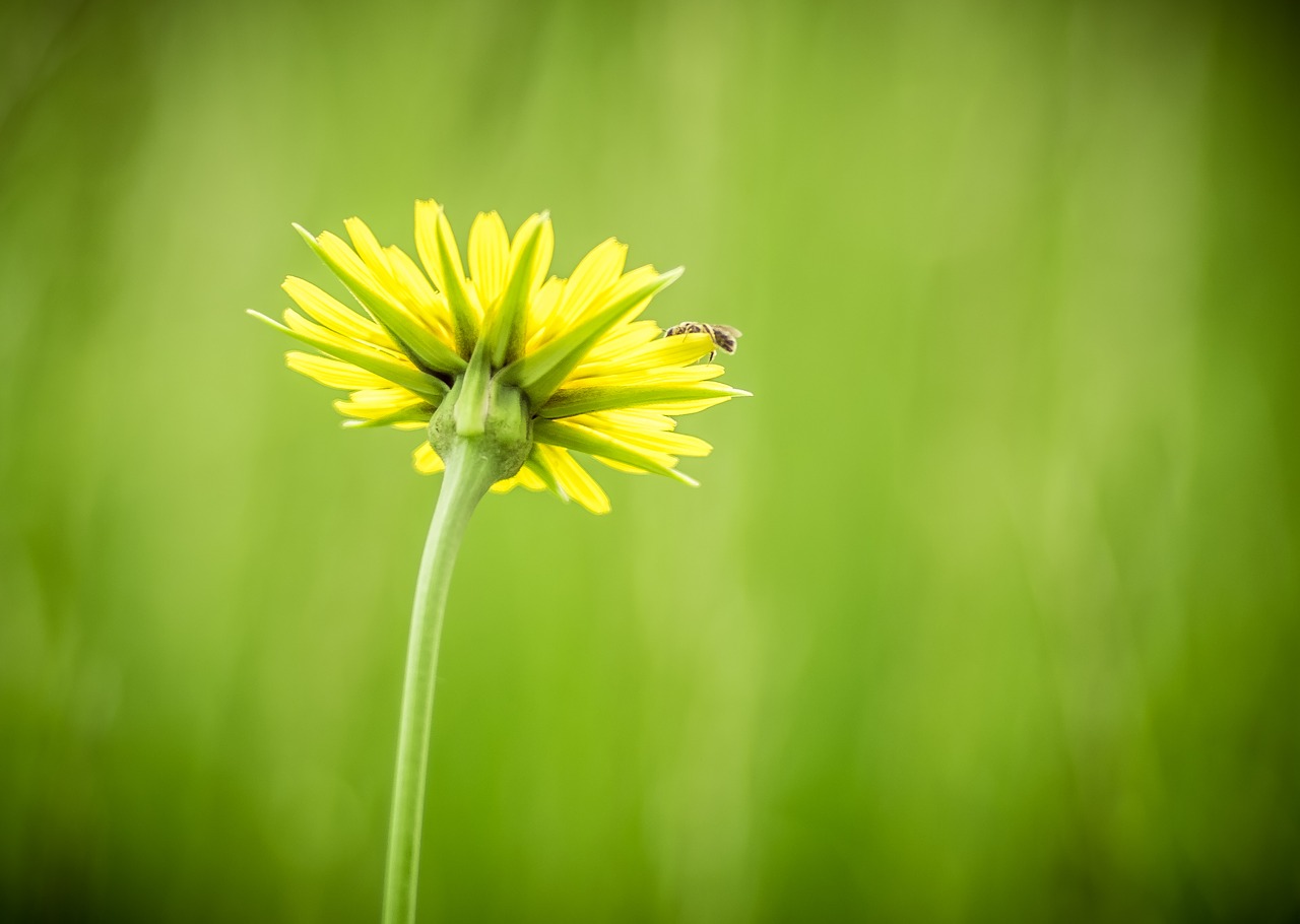 Фото Весна Green Yellow