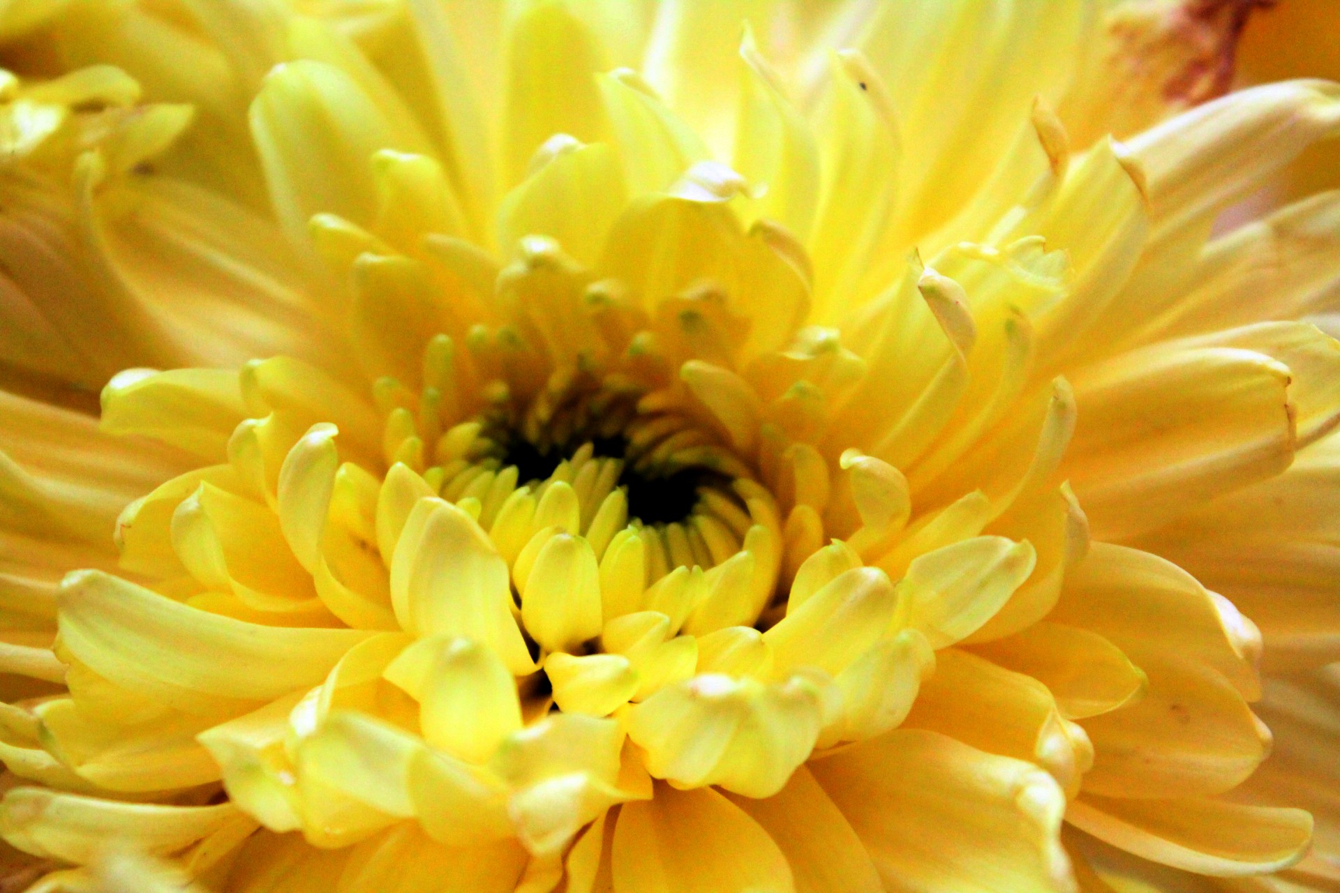 yellow flower yellow petals flowers free photo