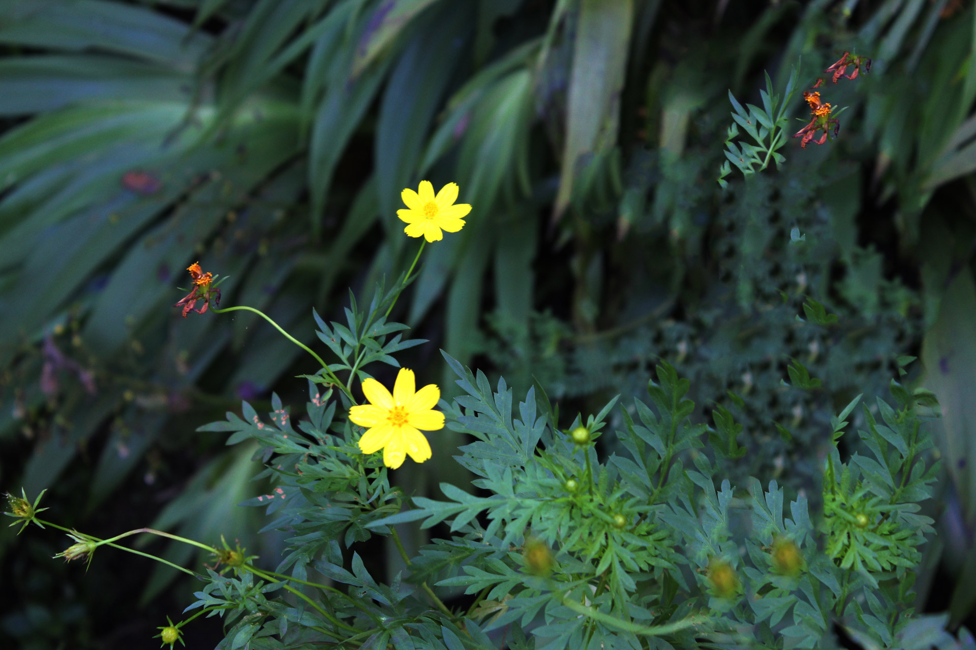 yellow flowers leaves free photo